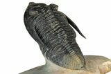 Impressive Zlichovaspis Trilobite - Orange Eye Facets #357350-4